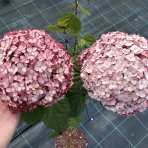 Hortenzia stromčekovitá (Hydrangea arborescens) ´CANDYBELLE® BUBBLEGUM´ - výška 50-60 cm, kont. C2L